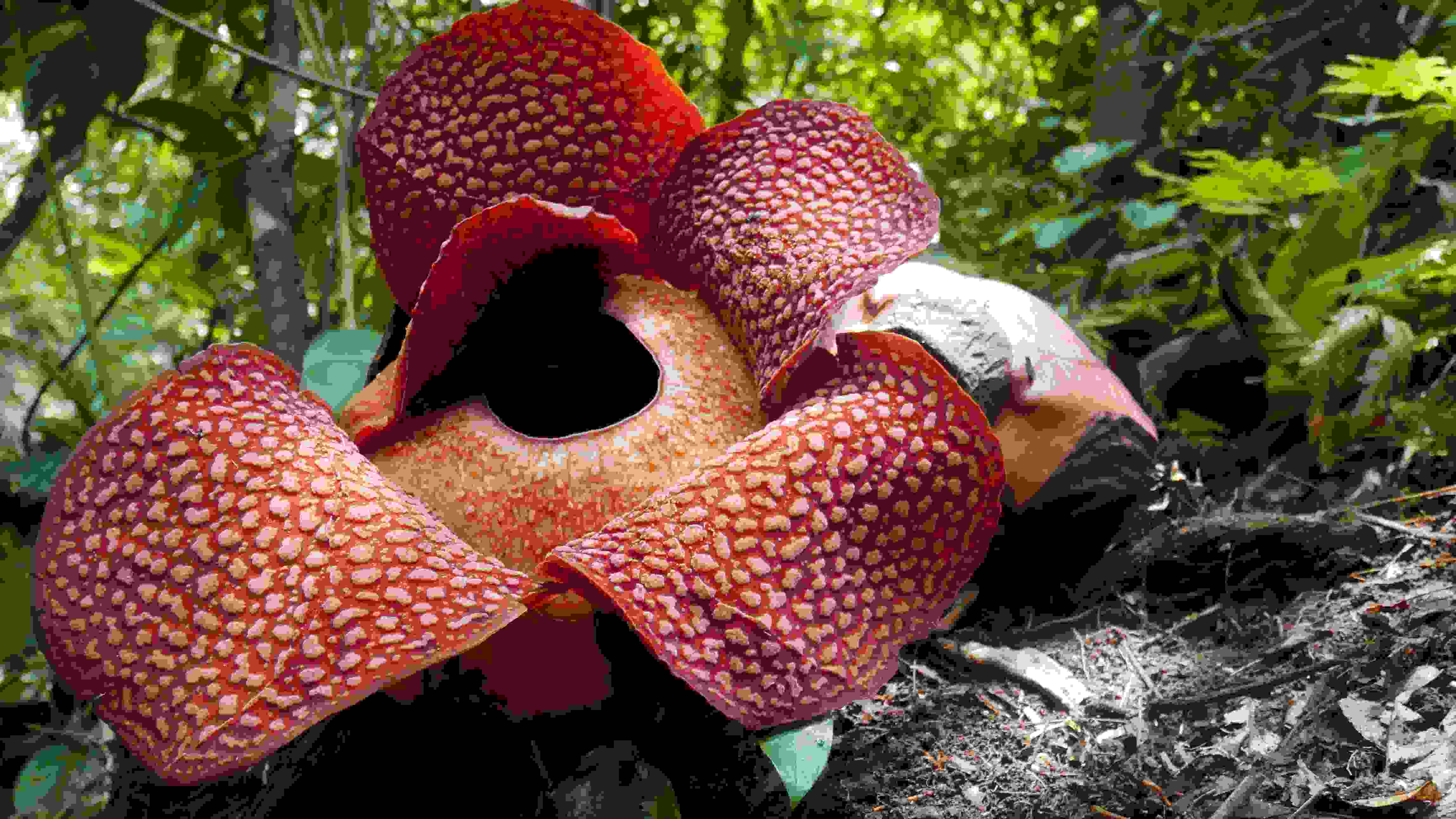 BUNGA RAFFLESIA